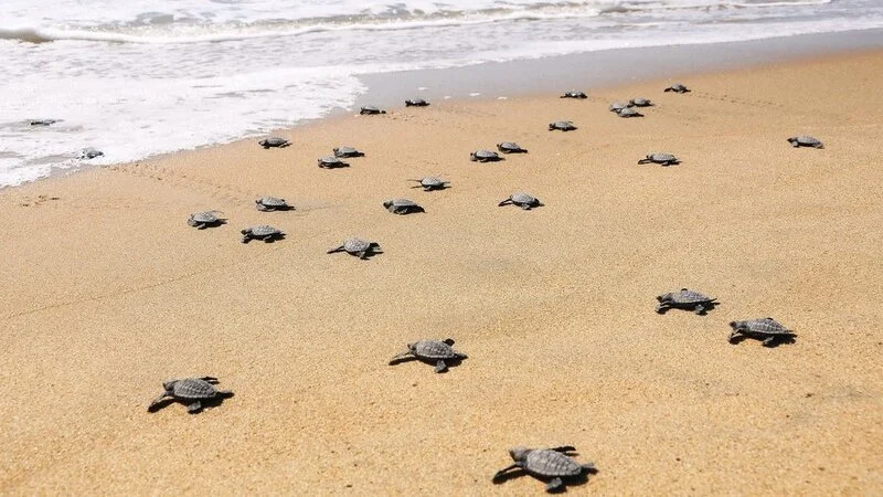 Olive Ridley Turtles