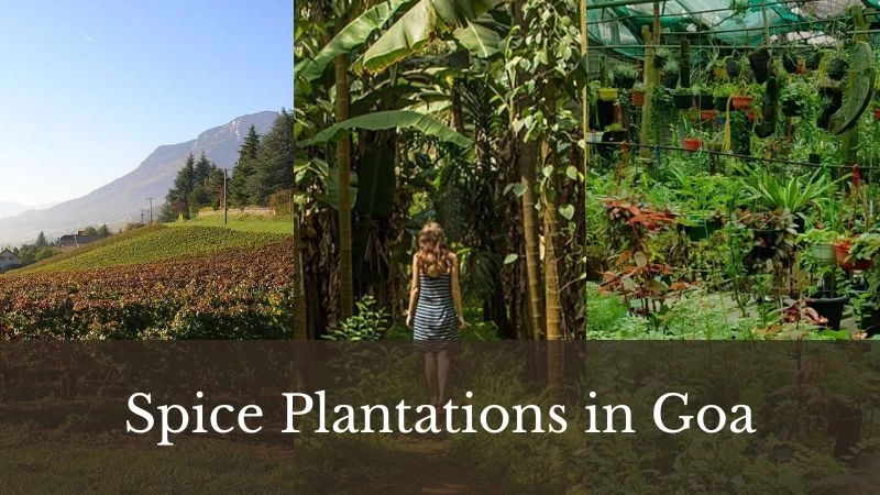 Spice plantation in Goa